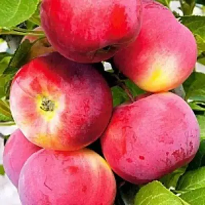 Яблоня СЕРЕБРЯНОЕ КОПЫТЦЕ в Рогачеве