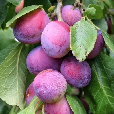 Слива БЛЮ СВИТ колонновидная в Рогачеве