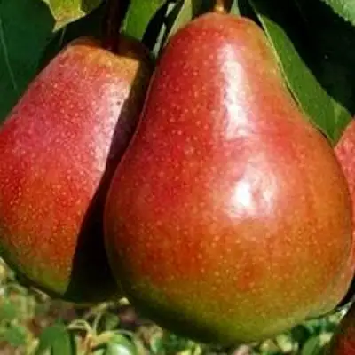 Груша ГЕРА в Рогачеве