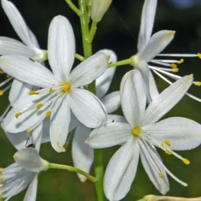 Венечник ветвистый в Рогачеве