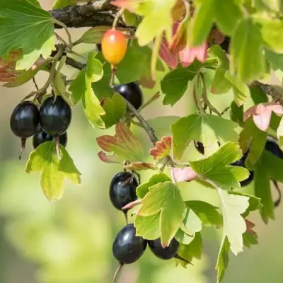 Смородина золотистая БЛЭЙКСТ в Рогачеве