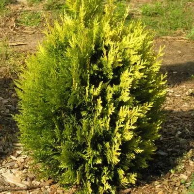 Туя КОППЕР ГОЛД западная в Рогачеве