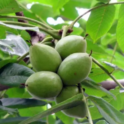 Орех маньчжурский МИЧУРИНЕЦ в Рогачеве