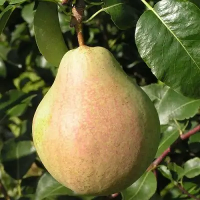 Груша ЛИРА в Рогачеве