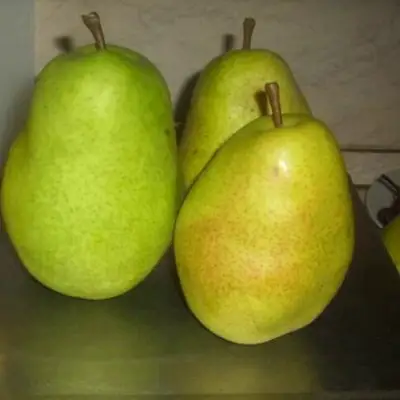 Груша БЕРЕ ЛЮКА в Рогачеве