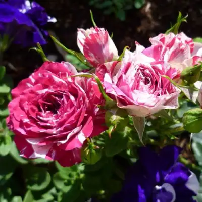 Роза ФЛЕШ ДАНС спрей в Рогачеве