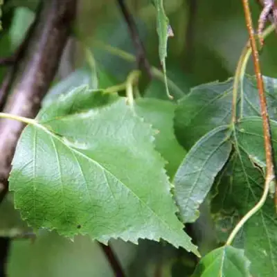 Береза ПОВИСЛАЯ в Рогачеве