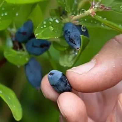 Жимолость съедобная АМФОРА в Рогачеве