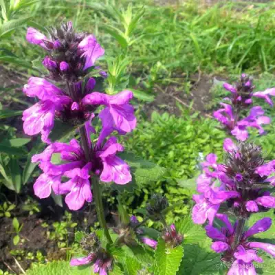 Буквица крупноцветковая в Рогачеве