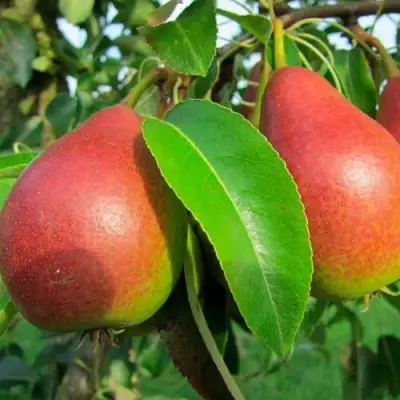 Груша ГЕРА в Рогачеве