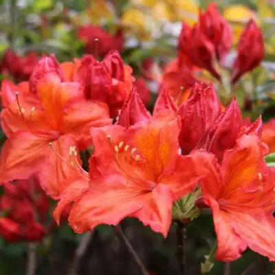 Азалия ЛИЛИНШТЕЙН японская в Рогачеве