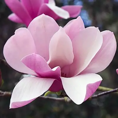 Магнолия РИККИ в Рогачеве