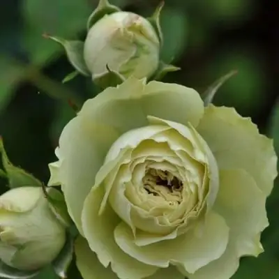 Роза ГРИН ДАЙМОНД миниатюрная в Рогачеве