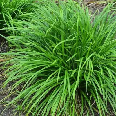 Осока АЙРИШ ГРИН в Рогачеве