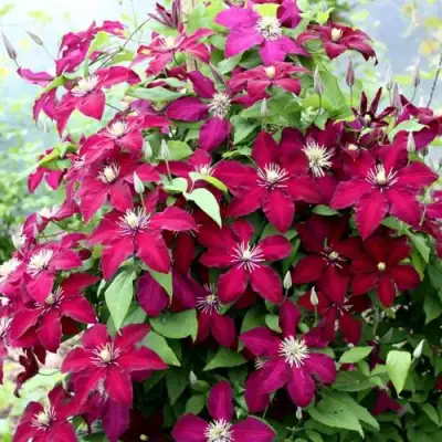 Клематис МАЗОВШЕ в Рогачеве