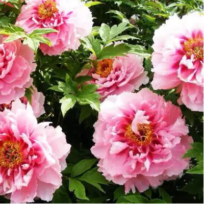 Пион СЕРЕБРИСТЫЙ РУЧЕЙ древовидный в Рогачеве