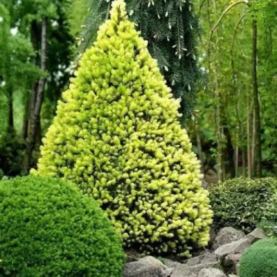 Ель РЕЙНБОУЗ ЭНД сизая в Рогачеве