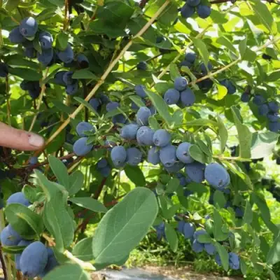 Жимолость съедобная КЛУБНИЧНАЯ СЕНСАЦИЯ в Рогачеве