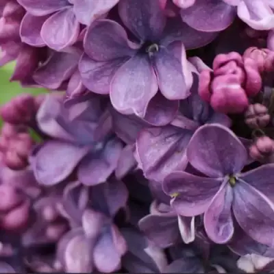 Сирень ВИОЛЕТТА в Рогачеве