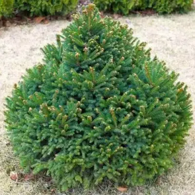 Ель БАРРИ обыкновенная в Рогачеве