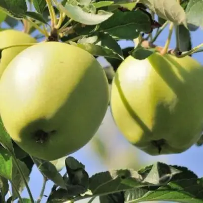 Яблоня САХАРНАЯ в Рогачеве