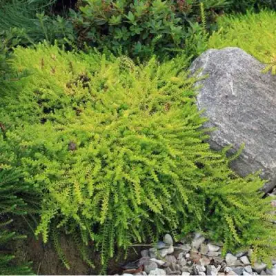 Водяника БЕРНШТЕЙН черная в Рогачеве