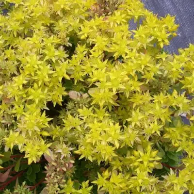 Очиток (седум) ИММЕРГРЮНХЕН в Рогачеве