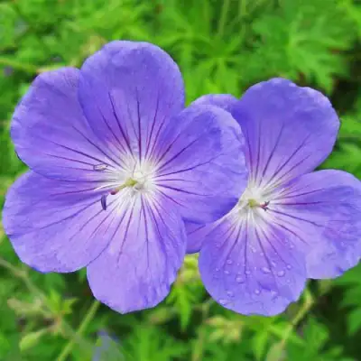 Герань БРУКСАЙД гибридная в Рогачеве