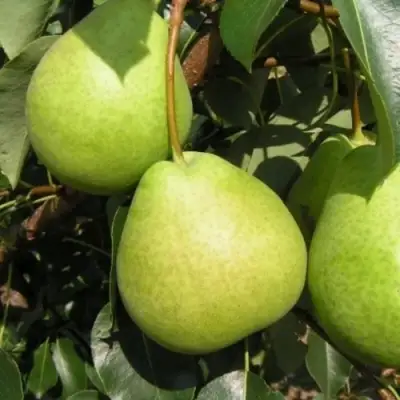 Груша ЛАГОДНАЯ в Рогачеве