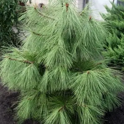 Сосна желтая  в Рогачеве