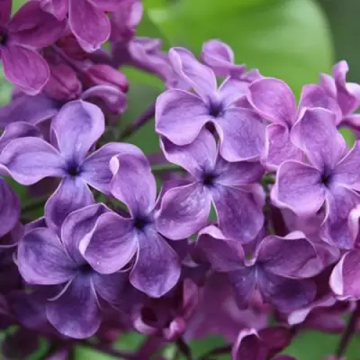 Сирень СУМЕРКИ в Рогачеве