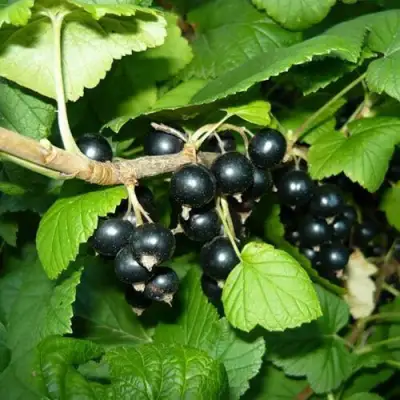 Смородина черная БАГИРА в Рогачеве