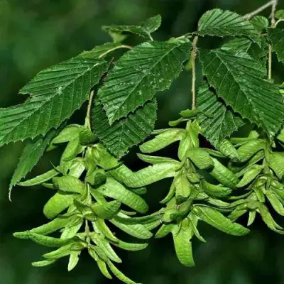 Граб  в Рогачеве