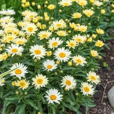 Нивяник БРОДВЕЙ ЛАЙТС великолепный в Рогачеве