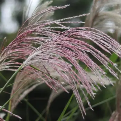 Мискантус МАЛЕПАРТУС китайский  в Рогачеве