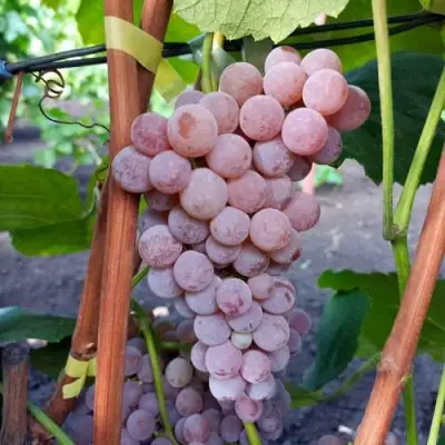 Виноград РИЛАЙНС ПИНК СИДЛИС в Рогачеве