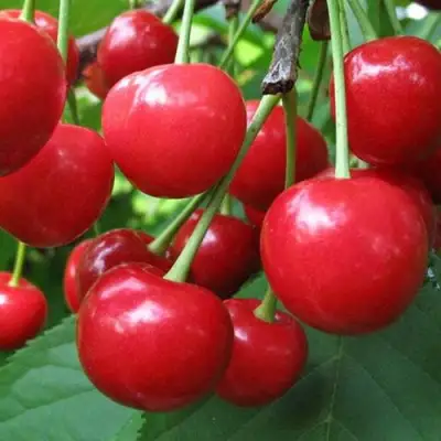 Дюк ПРЕВОСХОДНАЯ ВЕНЬЯМИНОВА в Рогачеве