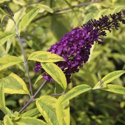 Буддлея давида САНТАНА  в Рогачеве