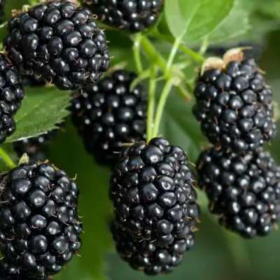 Ежевика ЧЕРНАЯ МАГИЯ ремонтантная  в Рогачеве