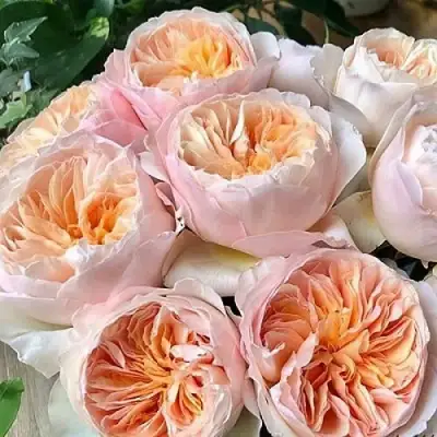 Роза ДЖУЛЬЕТТА английская в Рогачеве