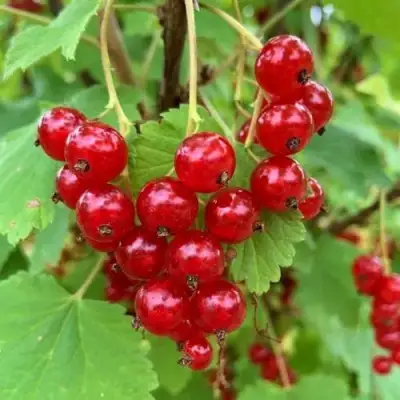 Смородина красная МААРСЕС ПРОМИНЕНТ в Рогачеве