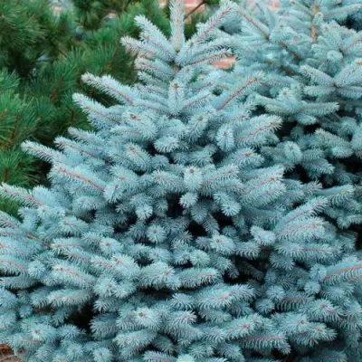 Ель СУПЕР БЛЮ СИДЛИНГ колючая в Рогачеве