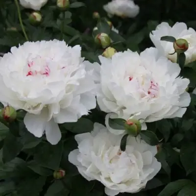 Пион ФЕСТИВА МАКСИМА травянистый в Рогачеве