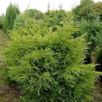 Можжевельник КУРИВАО ГОЛД китайский в Рогачеве