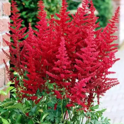 Астильба БУРГУНДИ РЕД Арендса в Рогачеве