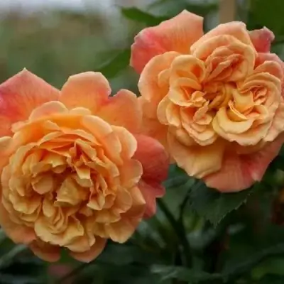 Роза АЛОХА плетистая в Рогачеве