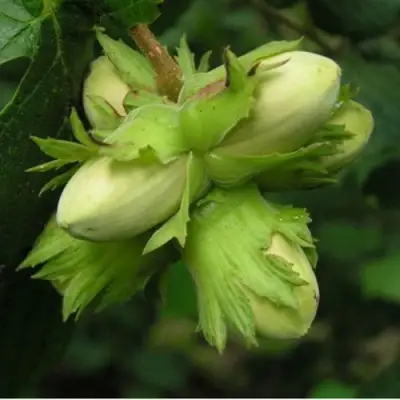 Фундук ТАМБОВСКИЙ ПОЗДНИЙ в Рогачеве