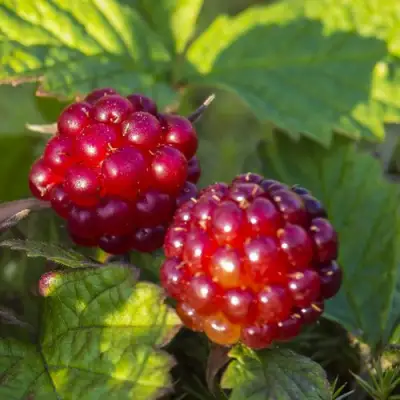 Княженика ЛИНДА в Рогачеве