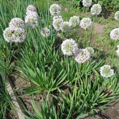 Лук слизун в Рогачеве