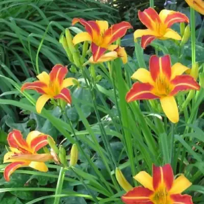 Лилейник ФРАНС ХАЛС в Рогачеве